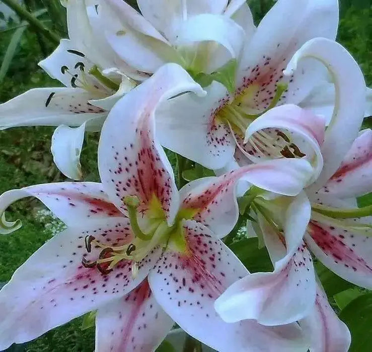 MUSCADET, ORIENTAL LILY BULBS - Caribbean garden seed