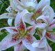 MUSCADET, ORIENTAL LILY BULBS - Caribbean garden seed
