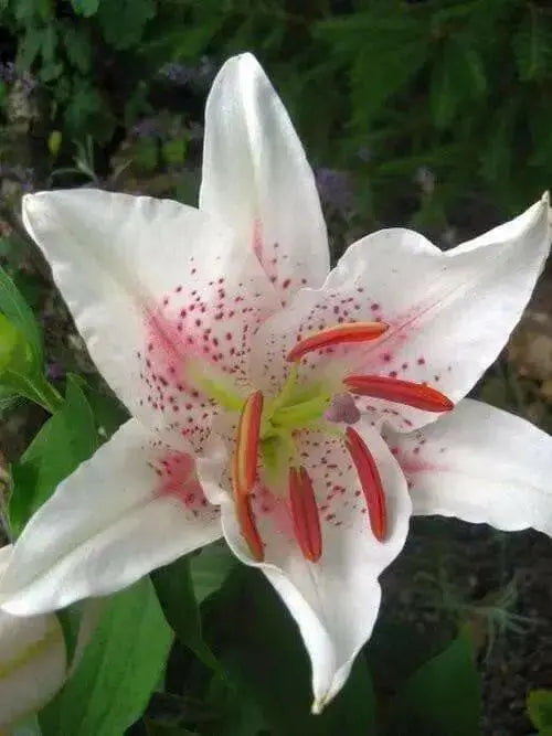 MUSCADET, ORIENTAL LILY BULBS - Caribbean garden seed