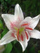 MUSCADET, ORIENTAL LILY BULBS - Caribbean garden seed
