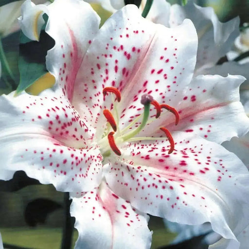 MUSCADET, ORIENTAL LILY BULBS - Caribbean garden seed