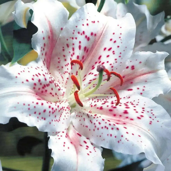 MUSCADET, ORIENTAL LILY BULBS - Caribbean garden seed