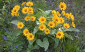 Mule’s Ears SEED (Wyethia amplexicaulis)  PERENNIAL WILDFLOWER - Caribbean garden seed