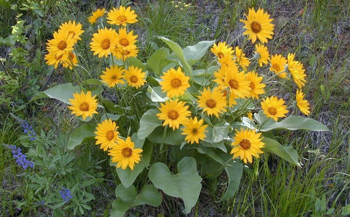 Mule’s Ears SEED (Wyethia amplexicaulis)  PERENNIAL WILDFLOWER - Caribbean garden seed