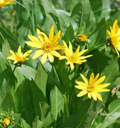 Mule’s Ears SEED (Wyethia amplexicaulis)  PERENNIAL WILDFLOWER - Caribbean garden seed