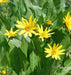 Mule’s Ears SEED (Wyethia amplexicaulis)  PERENNIAL WILDFLOWER - Caribbean garden seed