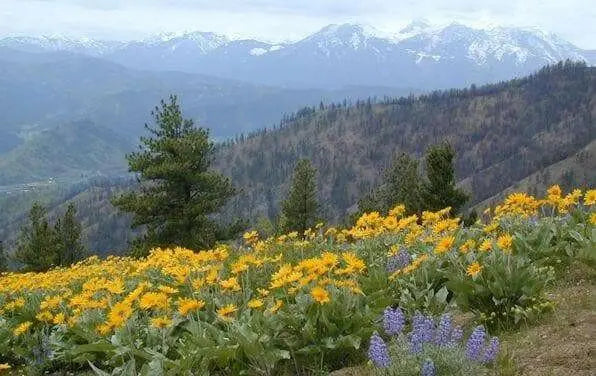 Mule’s Ears SEED (Wyethia amplexicaulis)  PERENNIAL WILDFLOWER - Caribbean garden seed
