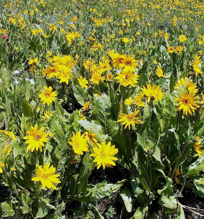 Mule’s Ears SEED (Wyethia amplexicaulis)  PERENNIAL WILDFLOWER - Caribbean garden seed