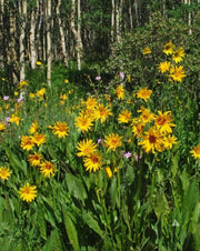 Mule’s Ears SEED (Wyethia amplexicaulis)  PERENNIAL WILDFLOWER - Caribbean garden seed