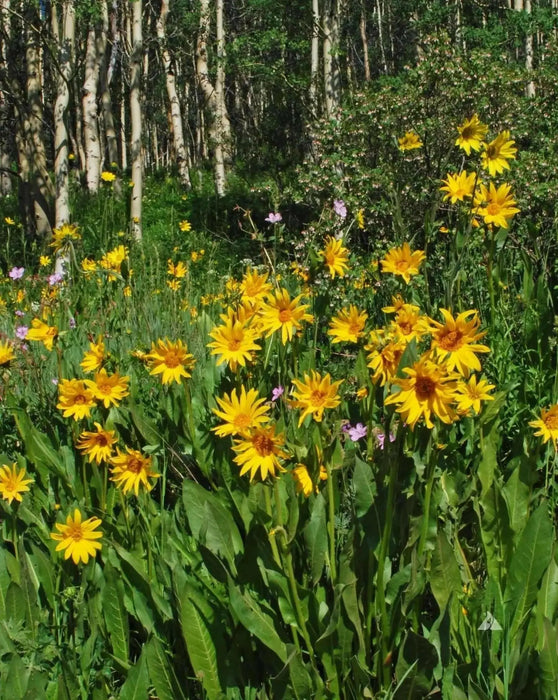 Mule’s Ears SEED (Wyethia amplexicaulis)  PERENNIAL WILDFLOWER - Caribbean garden seed