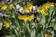 Mule’s Ears SEED (Wyethia amplexicaulis)  PERENNIAL WILDFLOWER - Caribbean garden seed