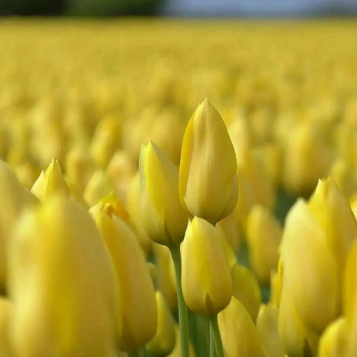 Muscadet Tulip Bulbs, FALL PLANTING, - Caribbean garden seed