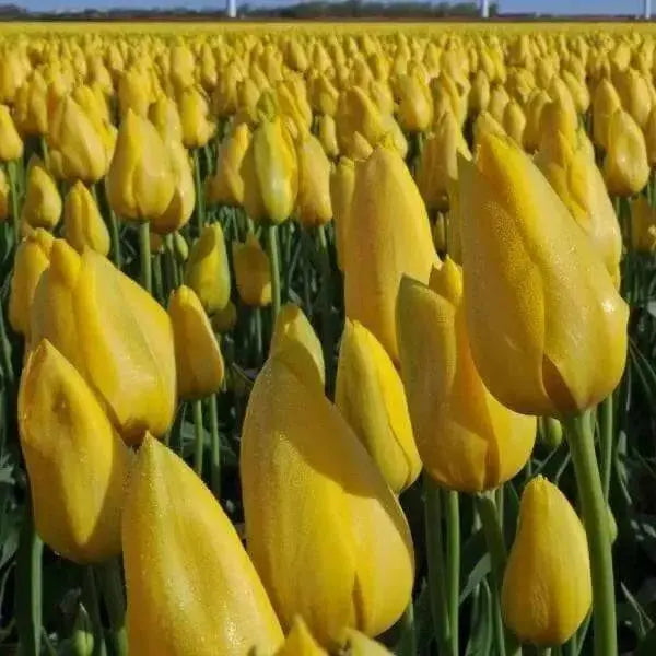 Muscadet Tulip Bulbs, FALL PLANTING, - Caribbean garden seed