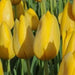 Muscadet Tulip Bulbs, FALL PLANTING, - Caribbean garden seed