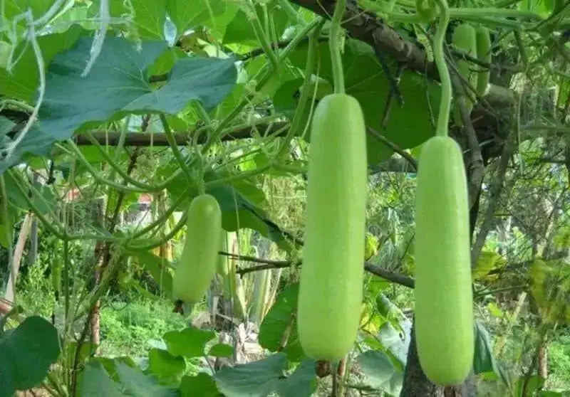 Nam Tao Yao ,Bottle gourd Seeds, ((Lagenaria siceraria) Asian vegetable - Caribbean garden seed