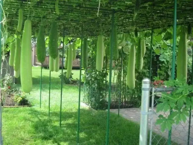 Nam Tao Yao ,Bottle gourd Seeds, ((Lagenaria siceraria) Asian vegetable - Caribbean garden seed