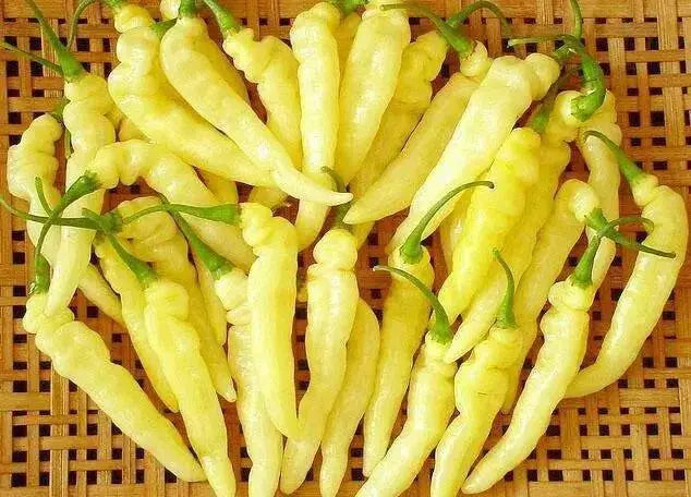 MURUPI AMARELA -10 Pepper Seed (Capsicum CHIENSE) ,Extremely Hot - Caribbean garden seed