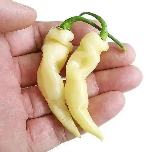 MURUPI AMARELA -10 Pepper Seed (Capsicum CHIENSE) ,Extremely Hot - Caribbean garden seed