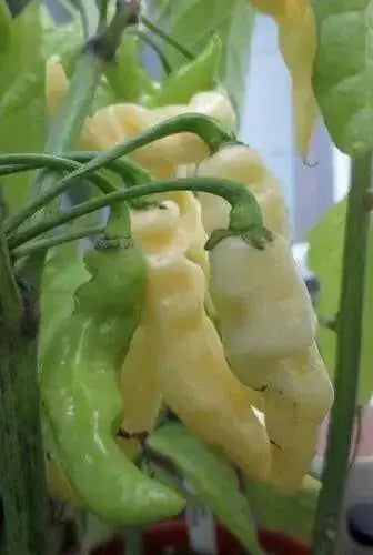 MURUPI AMARELA -10 Pepper Seed (Capsicum CHIENSE) ,Extremely Hot - Caribbean garden seed