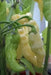 MURUPI AMARELA -10 Pepper Seed (Capsicum CHIENSE) ,Extremely Hot - Caribbean garden seed