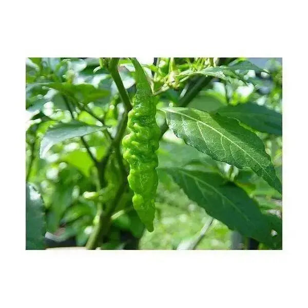 MURUPI AMARELA -10 Pepper Seed (Capsicum CHIENSE) ,Extremely Hot - Caribbean garden seed