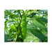 MURUPI AMARELA -10 Pepper Seed (Capsicum CHIENSE) ,Extremely Hot - Caribbean garden seed