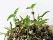 MUNG BEAN Seeds ~ , Red Mung Bean, Food or Growing, Asian Vegetable - Caribbean garden seed