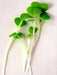 Mustard Microgreen - Spicy Brown, Grow Year round - Caribbean garden seed