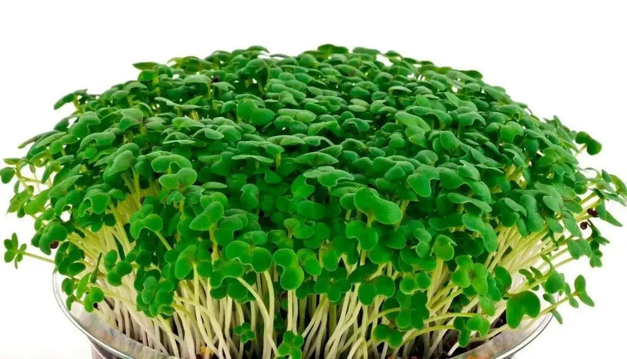 Mustard Microgreen - Spicy Brown, Grow Year round - Caribbean garden seed