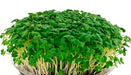 Mustard Microgreen - Spicy Brown, Grow Year round - Caribbean garden seed