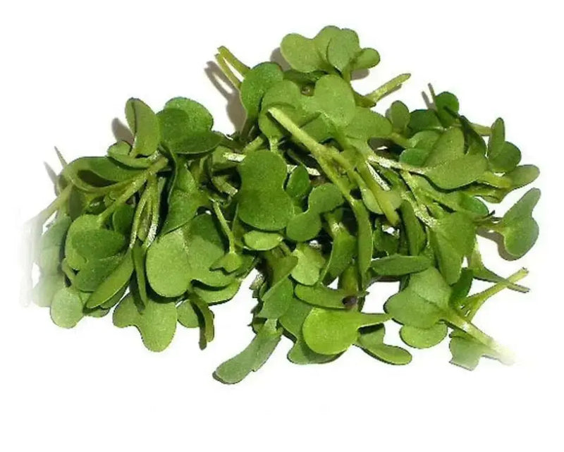 Mustard Microgreen - Spicy Brown, Grow Year round - Caribbean garden seed