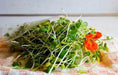 Mustard Microgreen SEEDS - Cho kara,  (Brassica juncea) - Caribbean garden seed