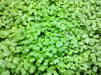 Mustard Microgreen SEEDS - Cho kara,  (Brassica juncea) - Caribbean garden seed