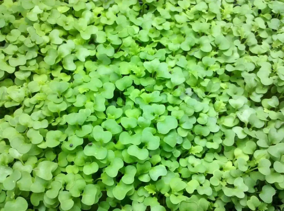 Mustard Microgreen SEEDS - Cho kara,  (Brassica juncea) - Caribbean garden seed