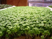 Mustard Microgreen SEEDS - Cho kara,  (Brassica juncea) - Caribbean garden seed