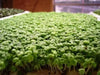 Mustard Microgreen SEEDS - Cho kara,  (Brassica juncea) - Caribbean garden seed