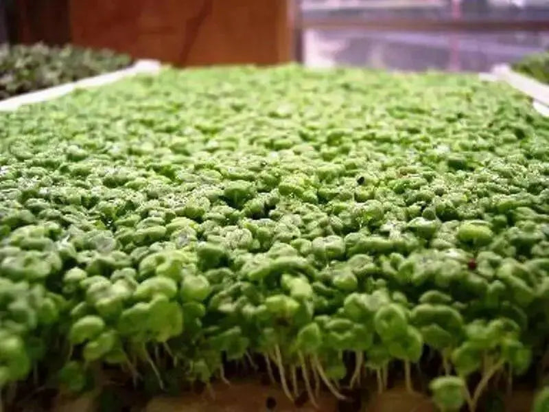 Mustard Microgreen SEEDS - Cho kara,  (Brassica juncea) - Caribbean garden seed