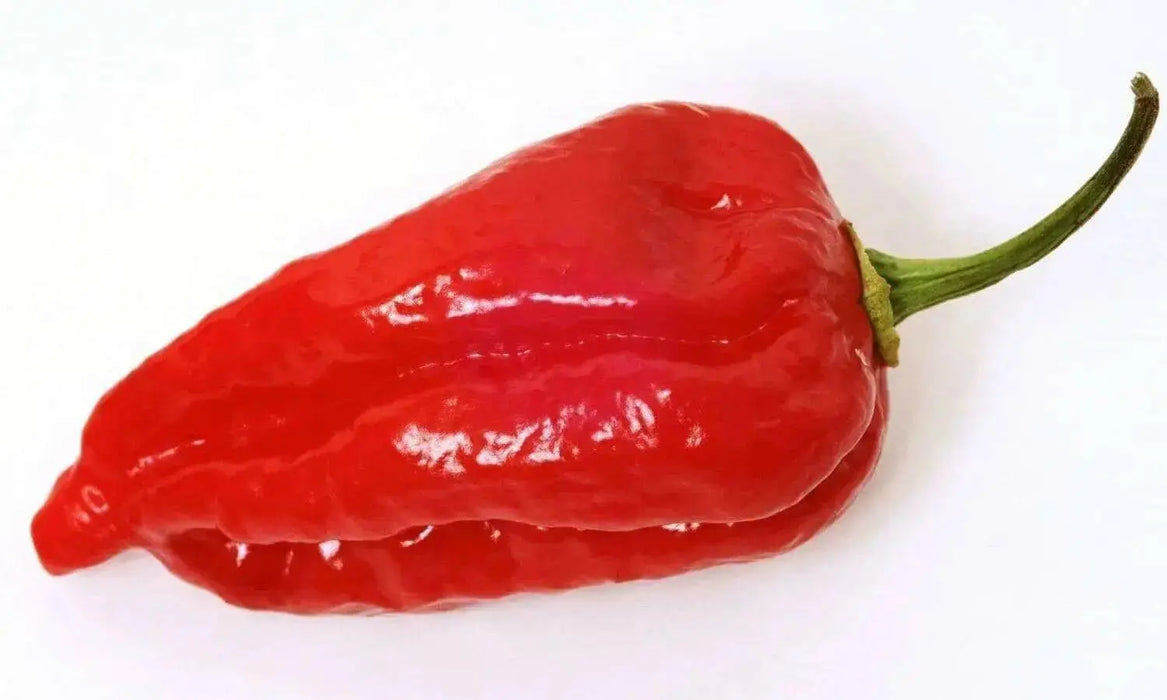 naga morich HOT Pepper SEEDS (Capsicum Chinense) SUPERHOT - Caribbean garden seed
