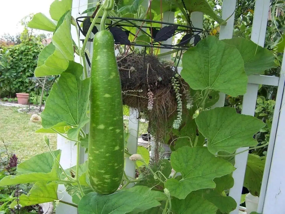 Nam Tao Yai Bottle Gourd Seeds -  (Asian vegetable) - Caribbean garden seed