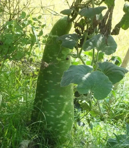 Nam Tao Yai Bottle Gourd Seeds -  (Asian vegetable) - Caribbean garden seed