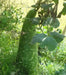 Nam Tao Yai Bottle Gourd Seeds -  (Asian vegetable) - Caribbean garden seed
