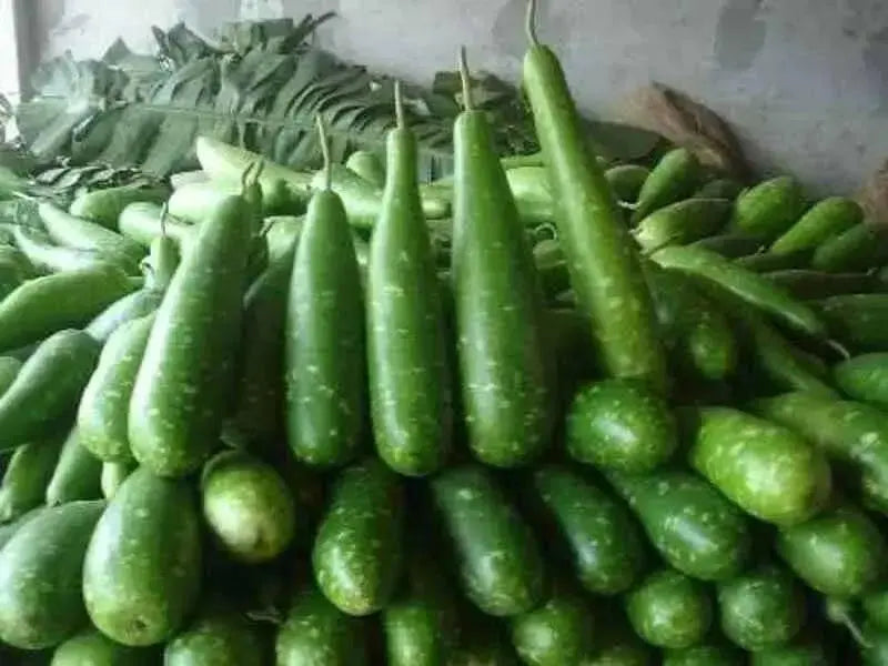 Nam Tao Yai Bottle Gourd Seeds -  (Asian vegetable) - Caribbean garden seed