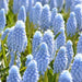 Muscari valerie finnis, GRAPE HYACINTH, fall planting BULBS - Caribbean garden seed