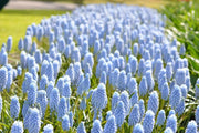 Muscari valerie finnis, GRAPE HYACINTH, fall planting BULBS - Caribbean garden seed
