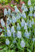Muscari valerie finnis, GRAPE HYACINTH, fall planting BULBS - Caribbean garden seed