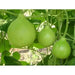 Nam Tao Klom, Hybrid -Bottle Gourd Seeds -Asian vegetable - Caribbean garden seed