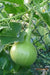 Nam Tao Klom, Hybrid -Bottle Gourd Seeds -Asian vegetable - Caribbean garden seed