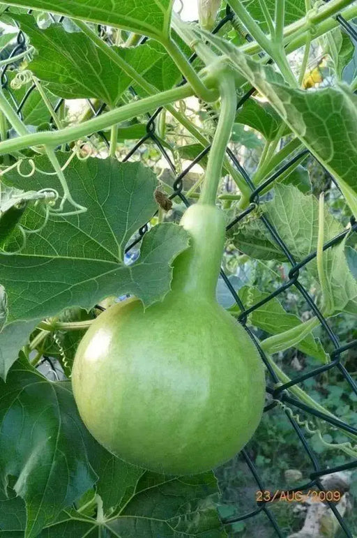 Nam Tao Klom, Hybrid -Bottle Gourd Seeds -Asian vegetable - Caribbean garden seed