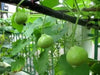 Nam Tao Klom, Hybrid -Bottle Gourd Seeds -Asian vegetable - Caribbean garden seed