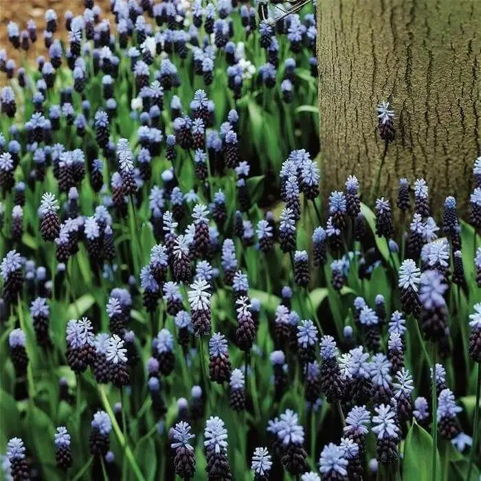 Muscari latifolium, grape hyacinth bulbs - Caribbean garden seed
